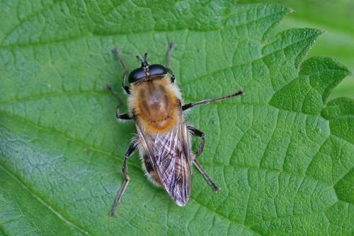 Criorhina floccosa